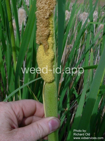 cattail, common